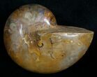 Iridescent Nautilus Fossil From Madagascar - #6036-1